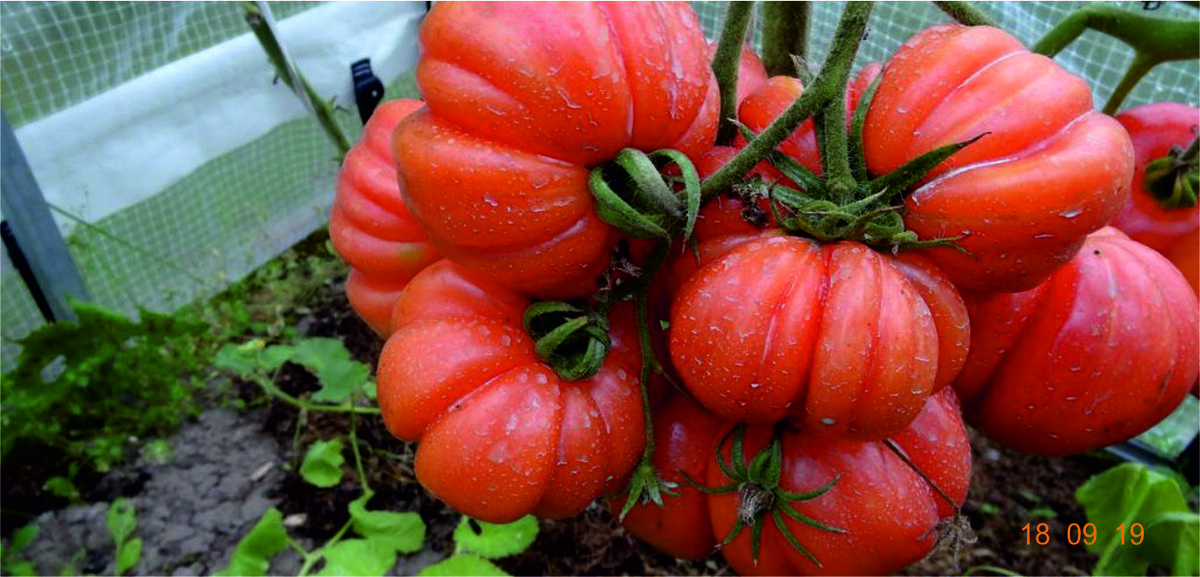 Томаты лукошко описание сорта. Сорт томата грибное лукошко. Томат грибное лукошко сибирский сад. Томат грибное лукошко полосатое. Грибное лукошко семена помидор.