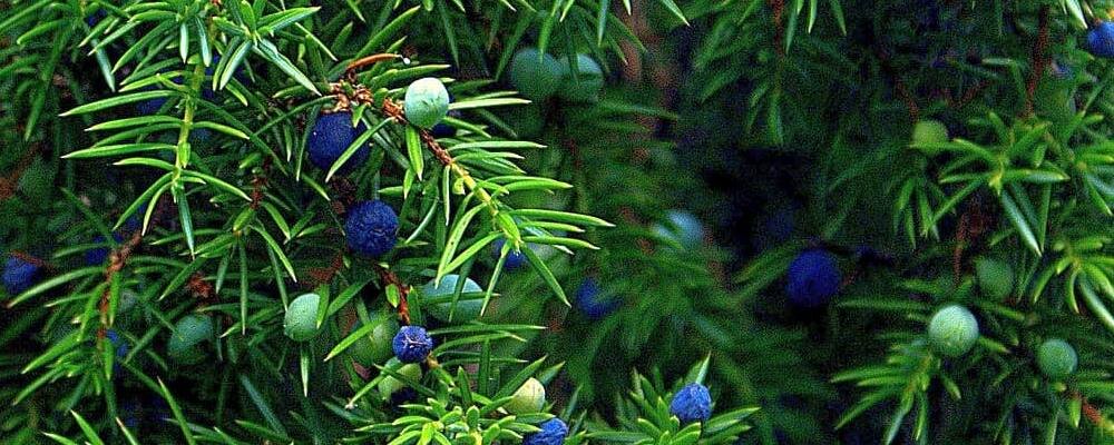 плоды можжевельника