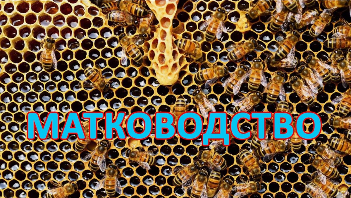 Маточник Матка Матководство
Представляем вам 2 способа дать обезматоченной семье яйца и расплод для вывода матки:
Способ 1: Дать вырезку. То есть мы вырезаем небольшой кусок сота с яйцами и личинками подходящего возраста, врезаем их в сот обезматоченной семьи.
Способ 2: даем обезматоченной семье рамку с яйцами и расплодом.
Делали в видео ниже. В комментариях скажите, как по вашему лучше и правильнее сделать?