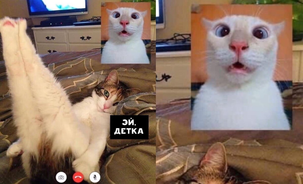 Представляете такие времена, когда ваши котики начнут общаться между собой при помощи различных приложений и соц сетей? Я думаю, что это не за горами :)