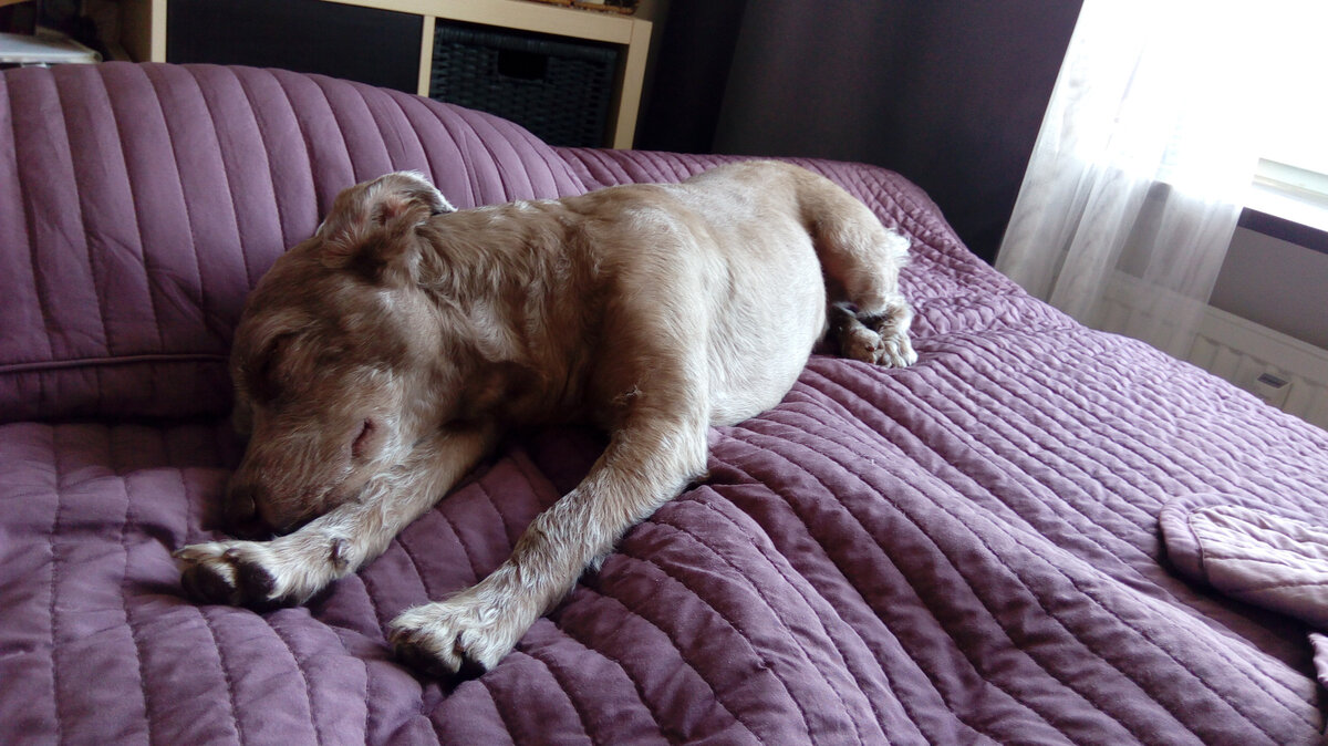 Дневной сон-самый сладкий