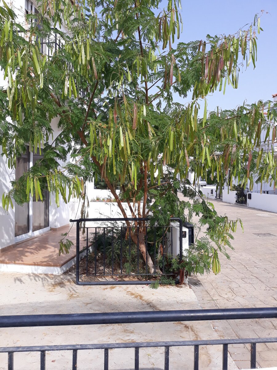 Рожковое дерево