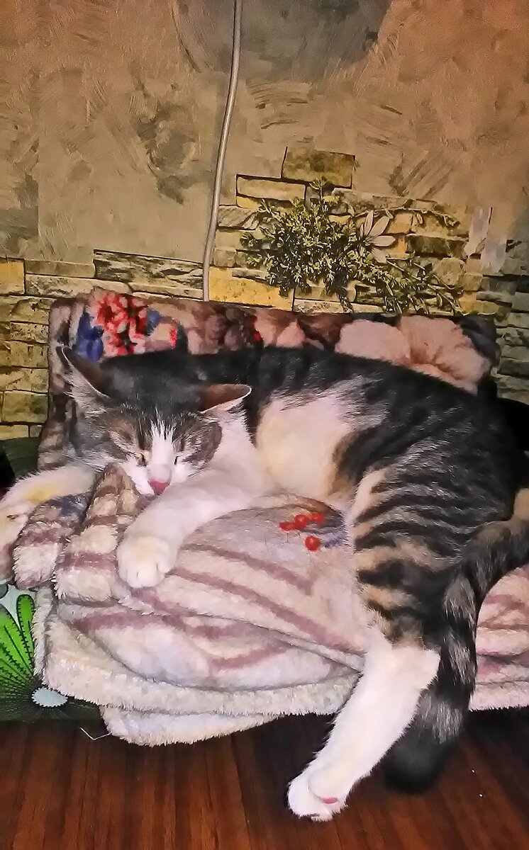 Первый день дома