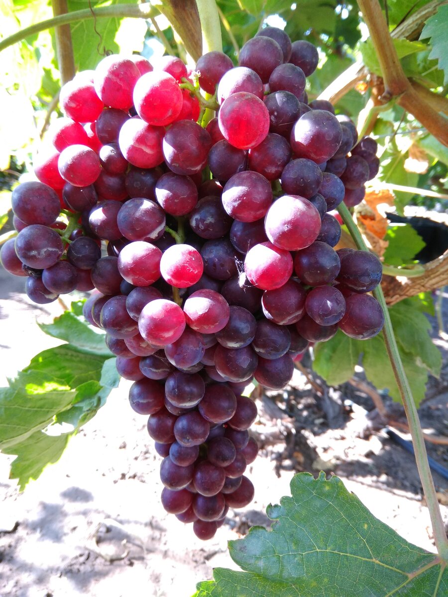 иран виноград
