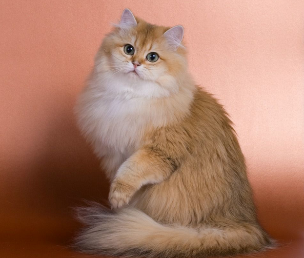 Пример этих милых существ