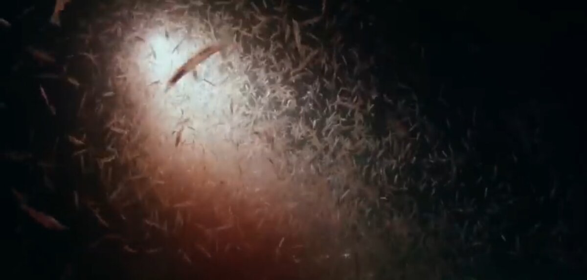 Семейство ракообразных 