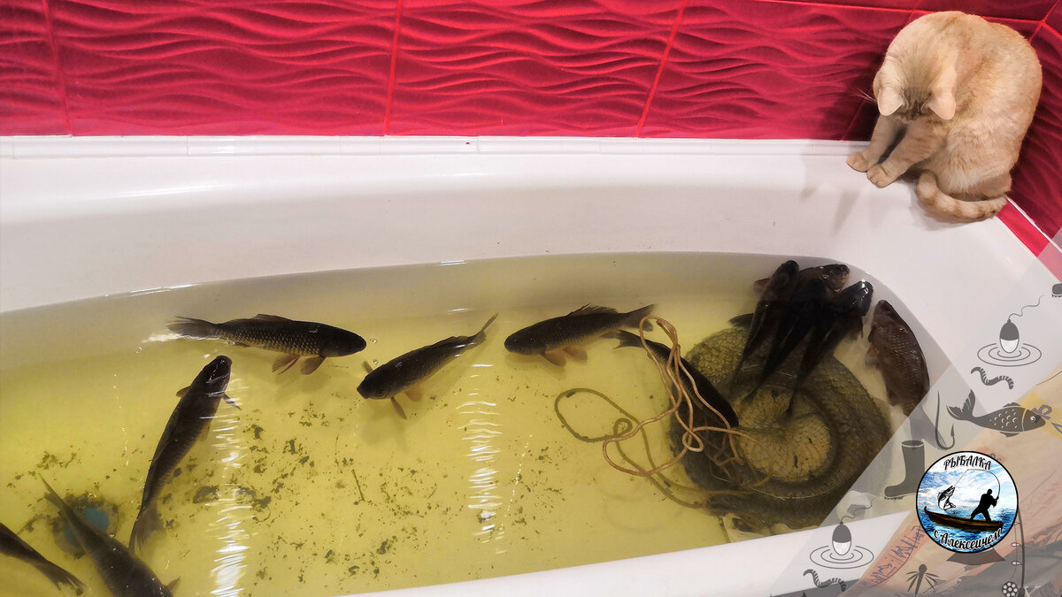 Караси в ванной