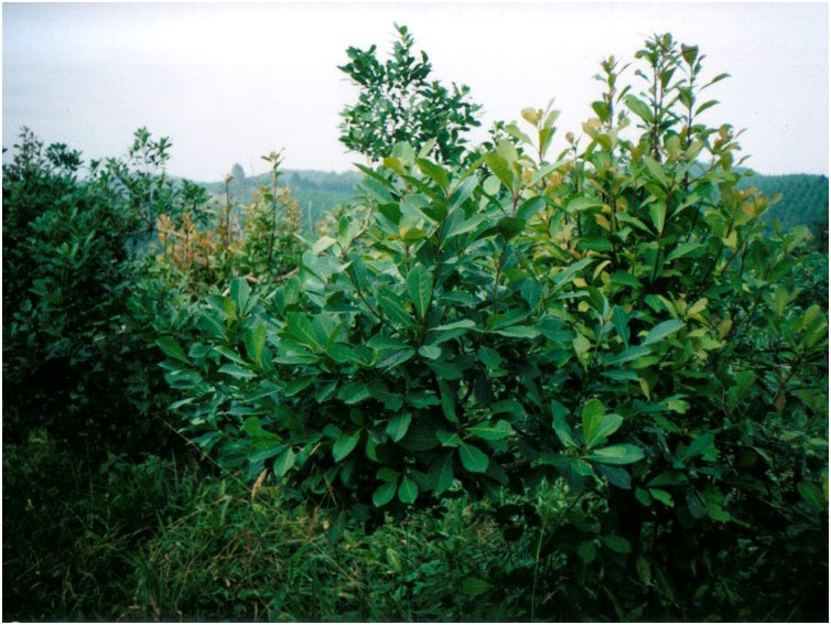 парагвайский энергетик 4 буквы. парагвайский энергетик 4 буквы. падуба парагвайского матэ. парагвайский энергетик 4 буквы. йерба-матэ парагвайский чай.