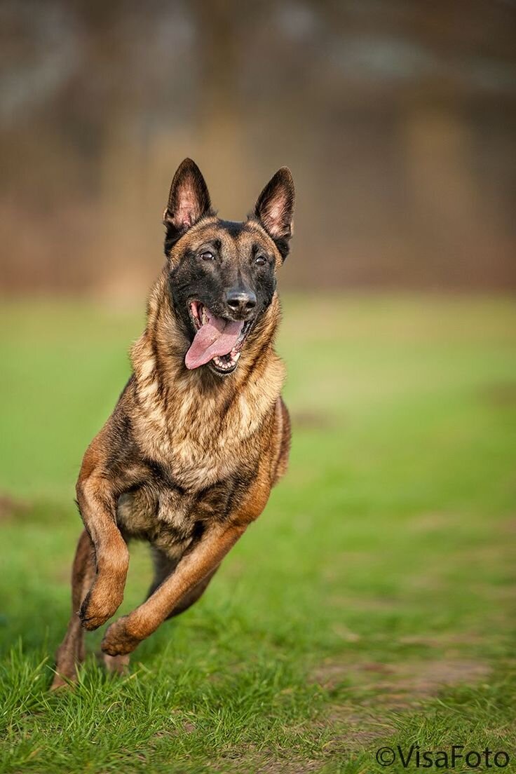 Малинуа. Яндекс.картинки