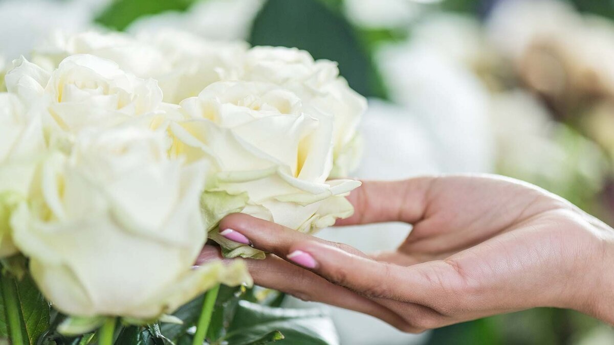 Как дольше сохранить свежие розы. Белые розы в женских руках. Женщина выращивает розы. Как определить свежесть роз.
