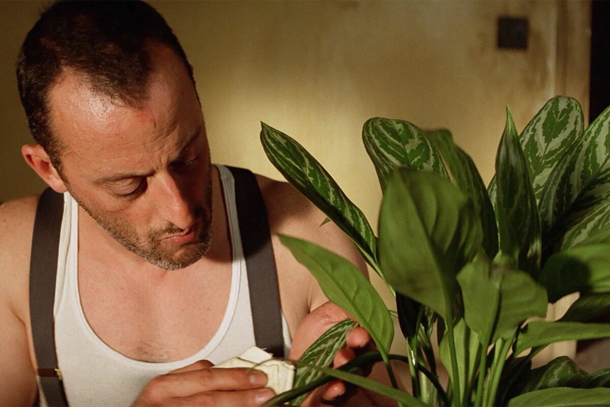 Фотография 1. Аглаонема в фильме "Леон"