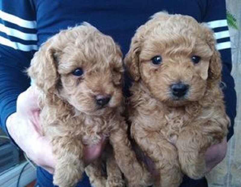 Пока не обстригли. https://clck.ru/MA983