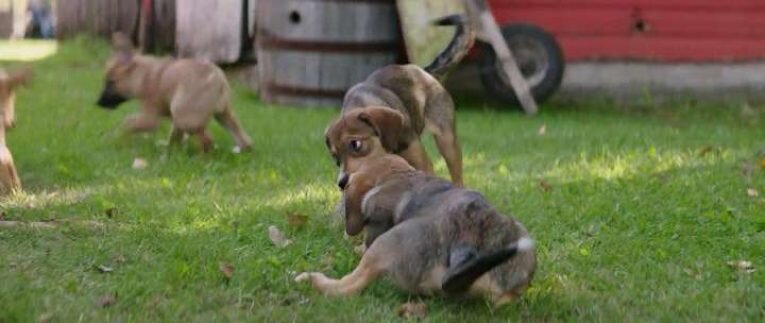 Беспородный щенок из фильма "Собачья жизнь"