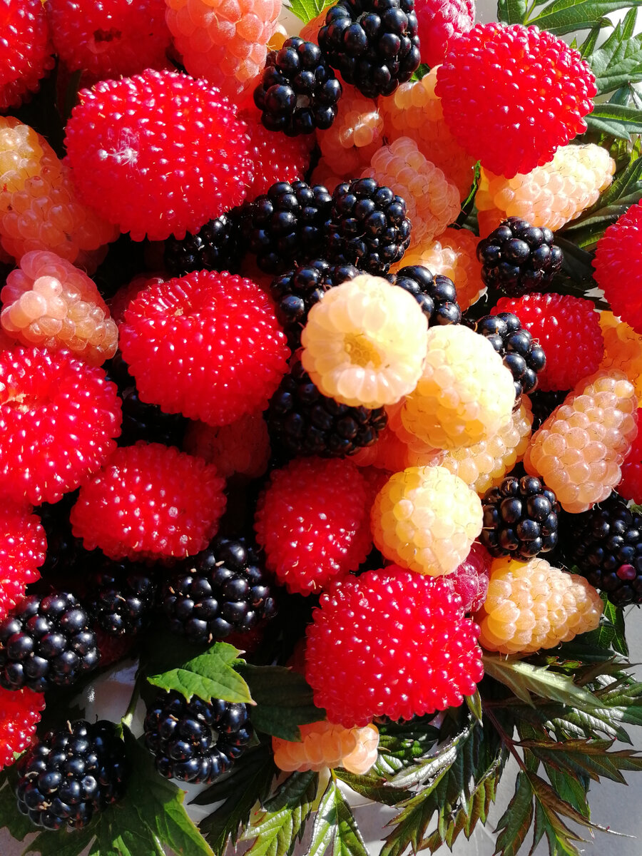 Розалистная малина, канадская вечно зеленая ежевика и ремонтанная желтоплодная малина. Обычный осенний натюрморт.