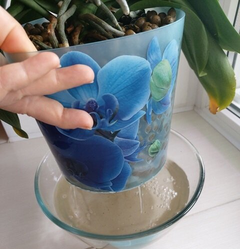 Как орхидея в керамзите поливается?