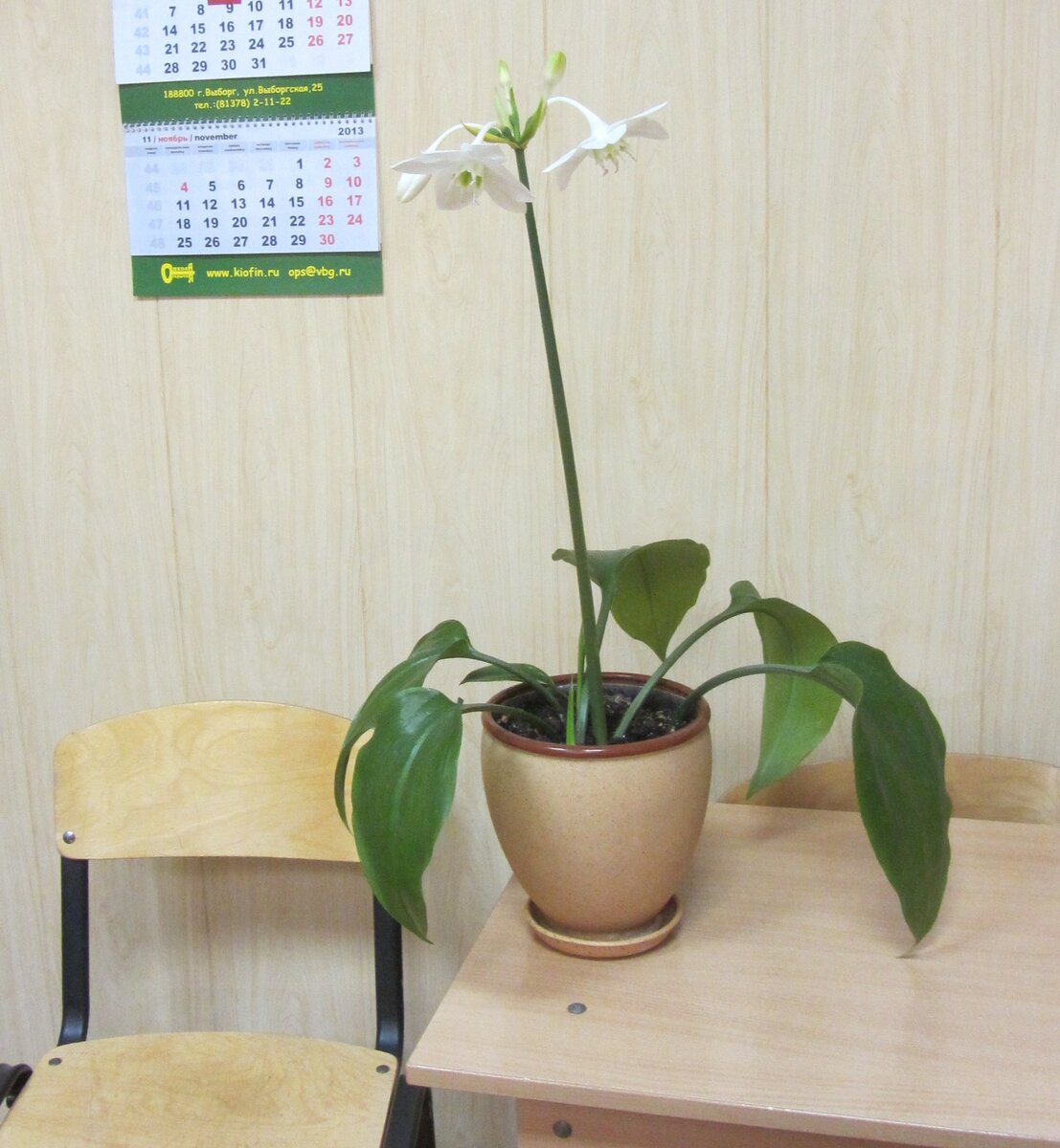 Die  Blume hat die ganze Woche geblüht. Цветок цвел всю неделю. 