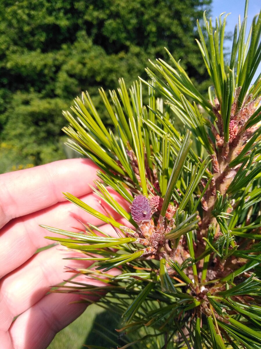 Фото из Нашего питомника!