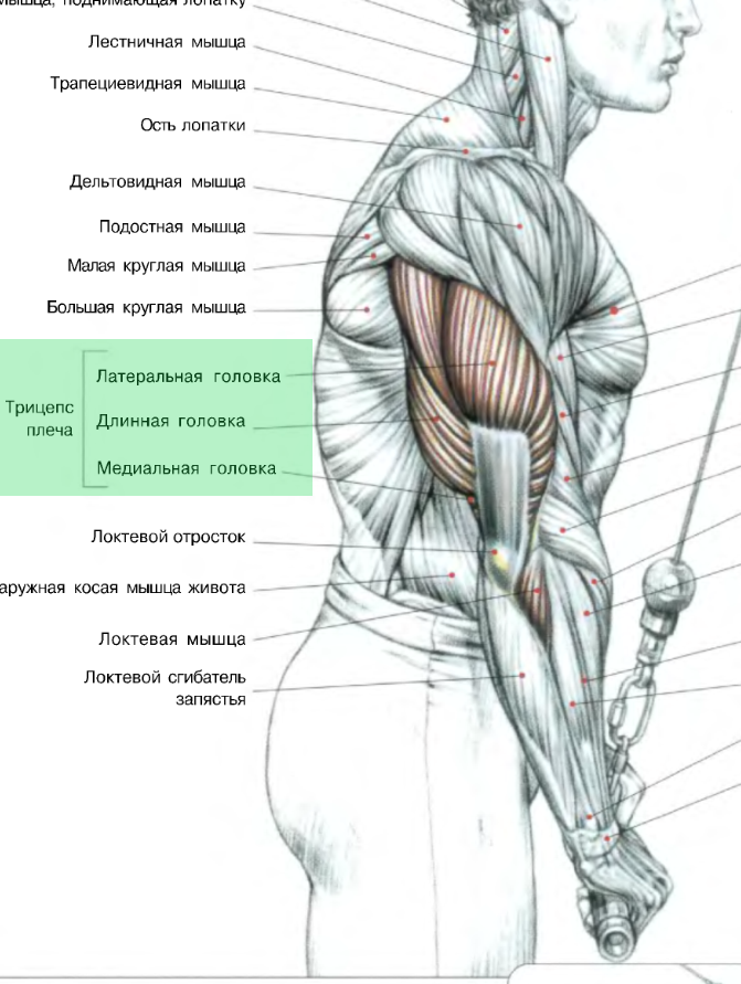 Длинная головка трицепса упражнения. Трицепс схема. Строение трицепса руки. Медиальная головка трицепса.