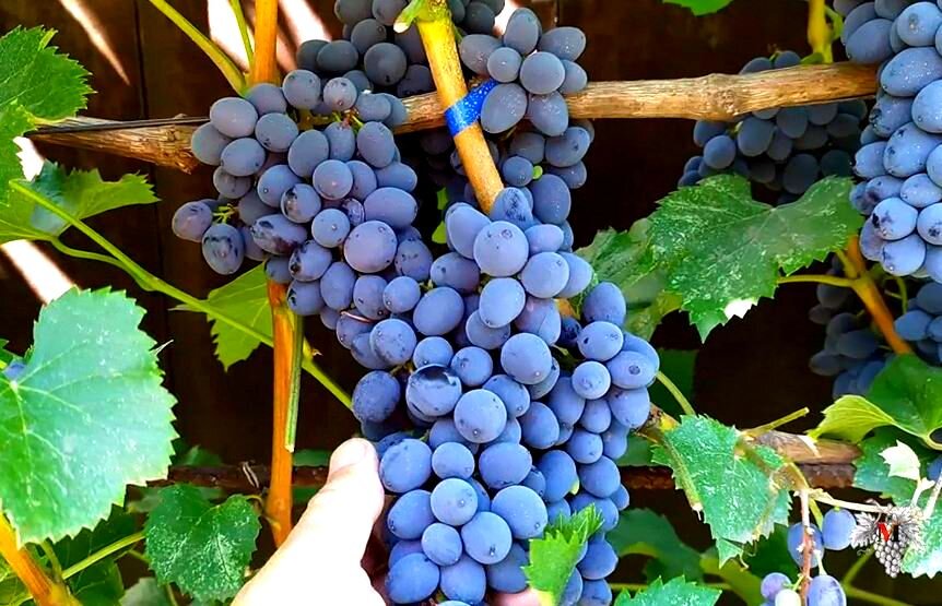 Виноград "Кишмиш Юпитер"  