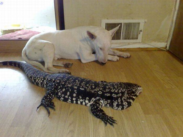 Фото взято  из просторов Интернета.