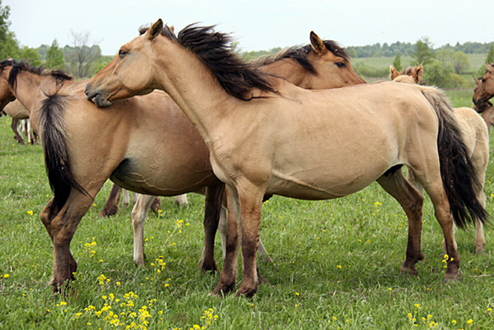 Описание характера коней и жеребят башкирской породы
