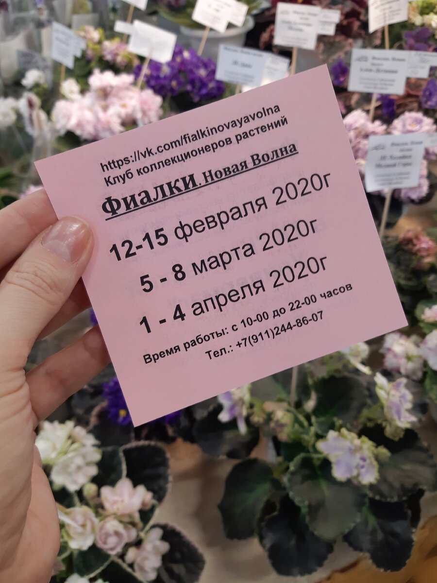 Любителям Фиалок: про выставку -продажу в СПБ | УСАДЬБУШКА | Дзен