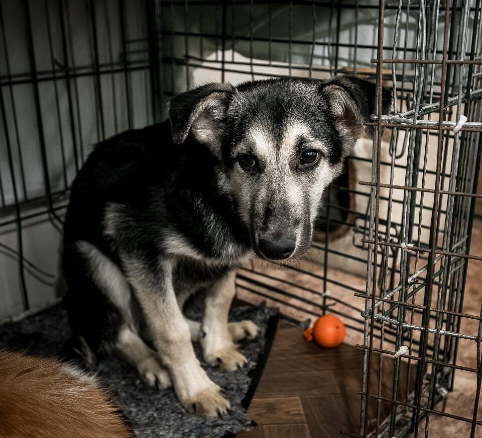 Пока проблемы бездомных животных решают волонтеры-зоозащитники. Фото Олега Каргаполова (Вечерний Челябинск)