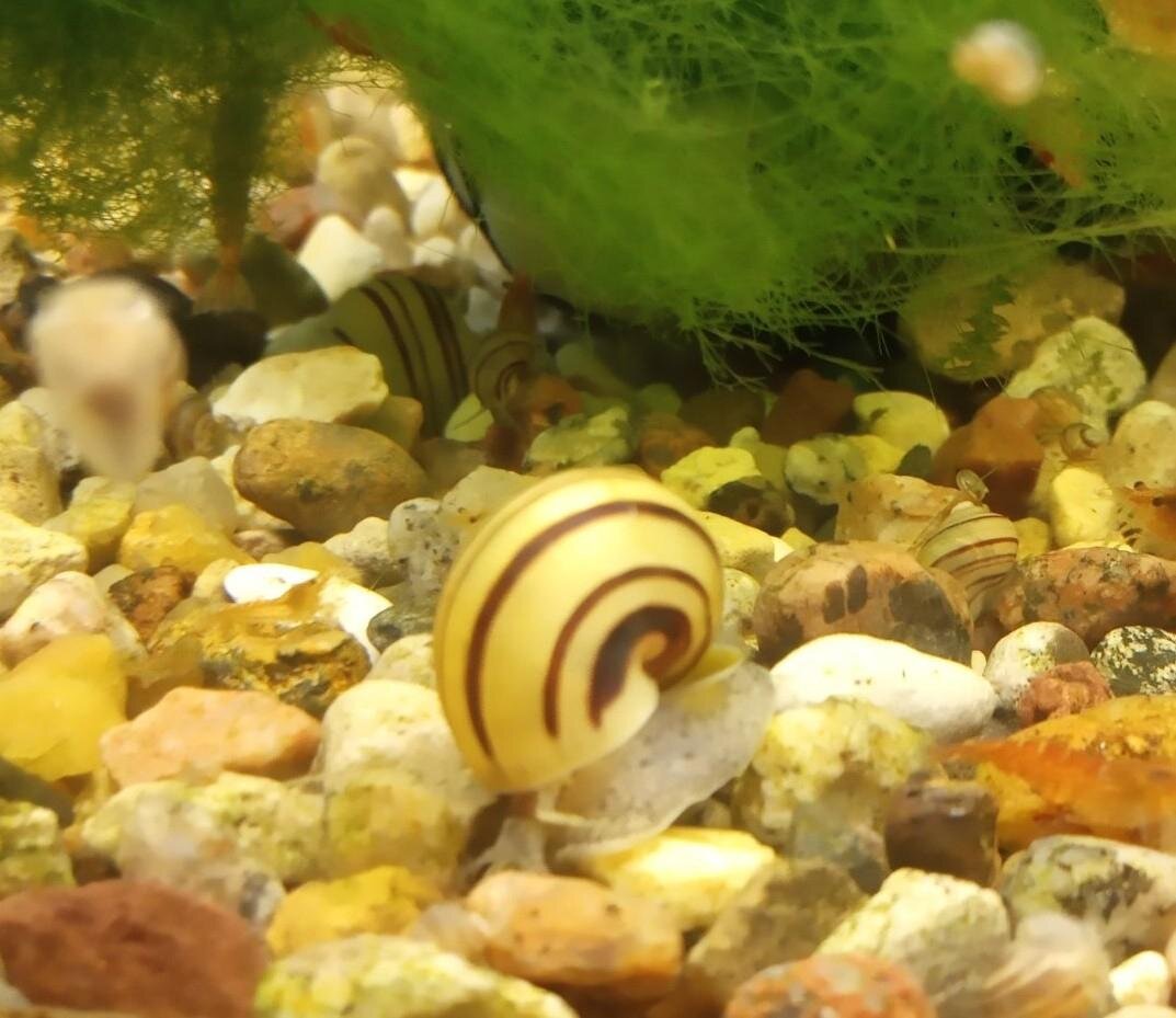 улитка эльф спикси. улитка неретина красногубая. ампулярия спикси. улитка спикси. ампулярия спикси.