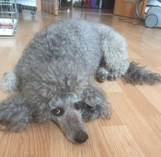 Не так-то легко оказалось найти в интернете фотографию всклокоченного серого пуделя. Все такие ухоженные, прямиком от грумера - ну совсем на Мишеля не похожи.