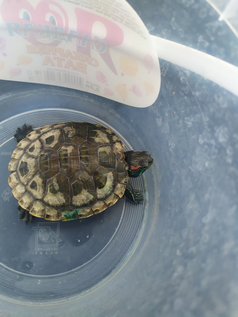 До процедур. 