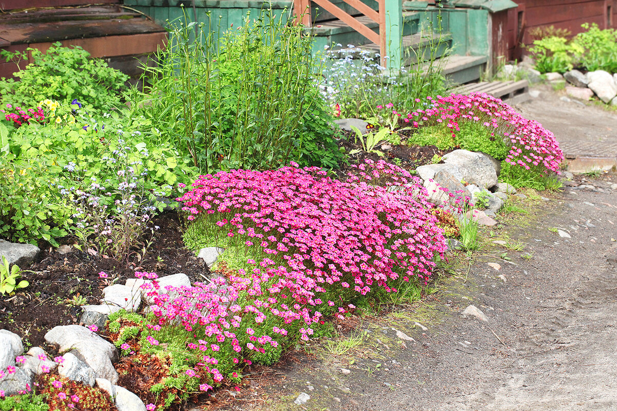 Камнеломка в ландшафтном дизайне Камнеломка Арендса (Saxifraga arendsii) - приключения альпийских растений на Сев