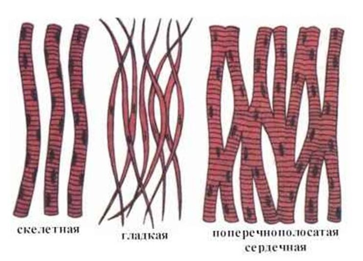 Мышечные ткани
