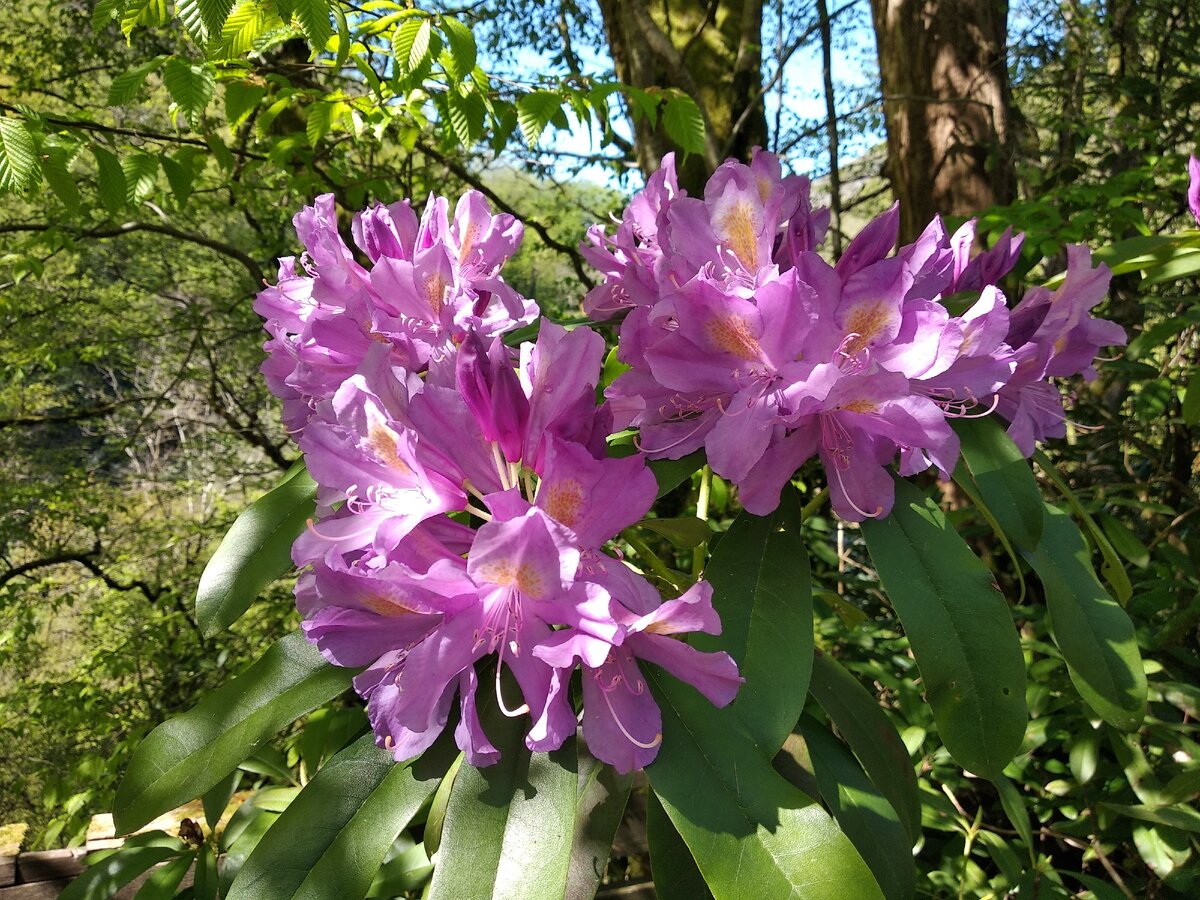 Рододендрон понтийский