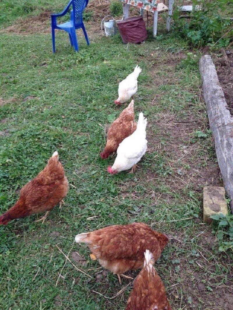 Nemokami pratybų atsakymai,vadovėlių atsakymai - hohteplo.ru