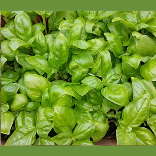 Свежий базилик