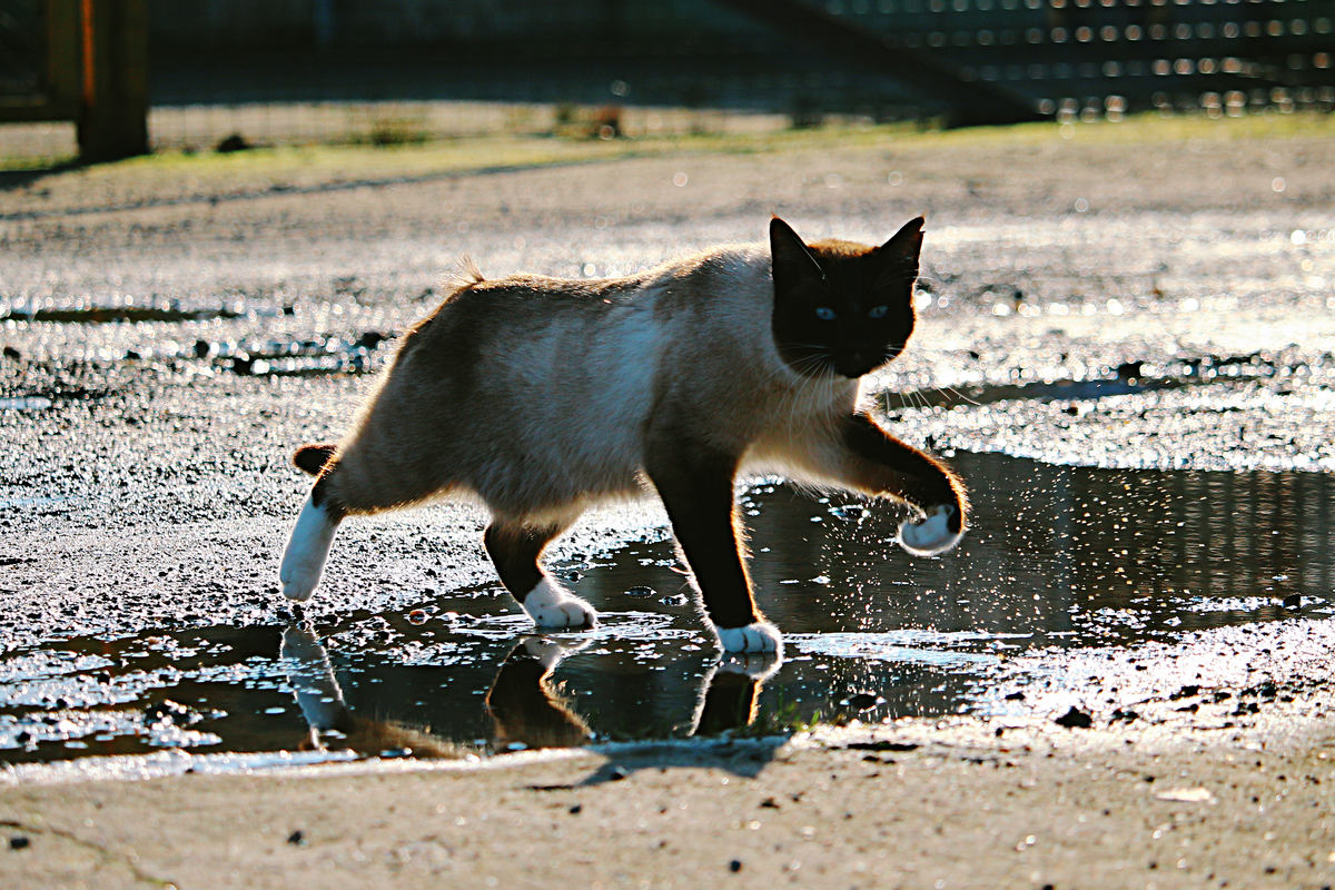 Конечно, уличным животным в этом смысле куда проще — они находят ручейки, лужи, траву, сидят на легком ветерке, спят в кустах.