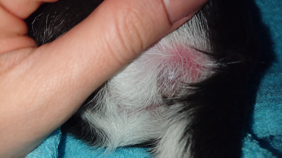 Воспаление параанальных желёз у моей собаки. вот так это примерно выглядит.