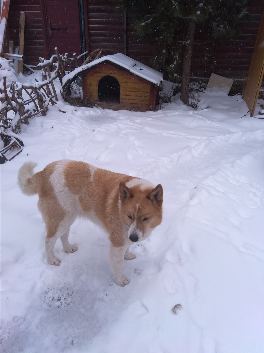 на фото автора собака автора Гаврила.