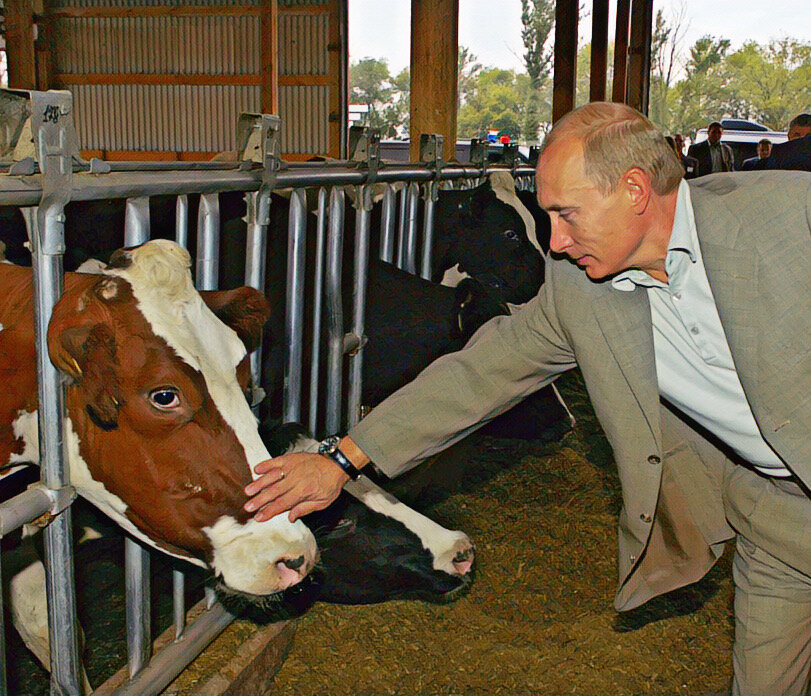 Путин гладит корову