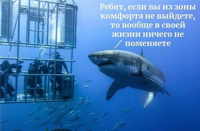 Акула плохого не посоветует