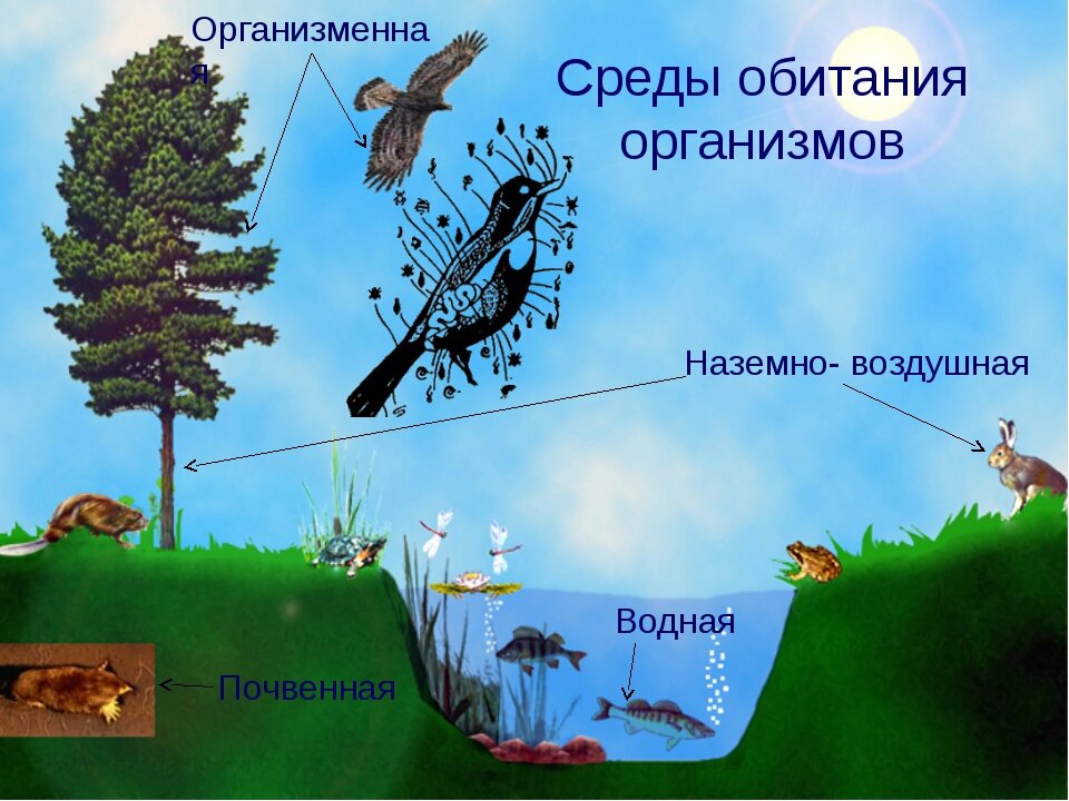 В какой среде находятся. Среда обитания. Среды обитания организмов. Среда. Среды обитанияобитания.