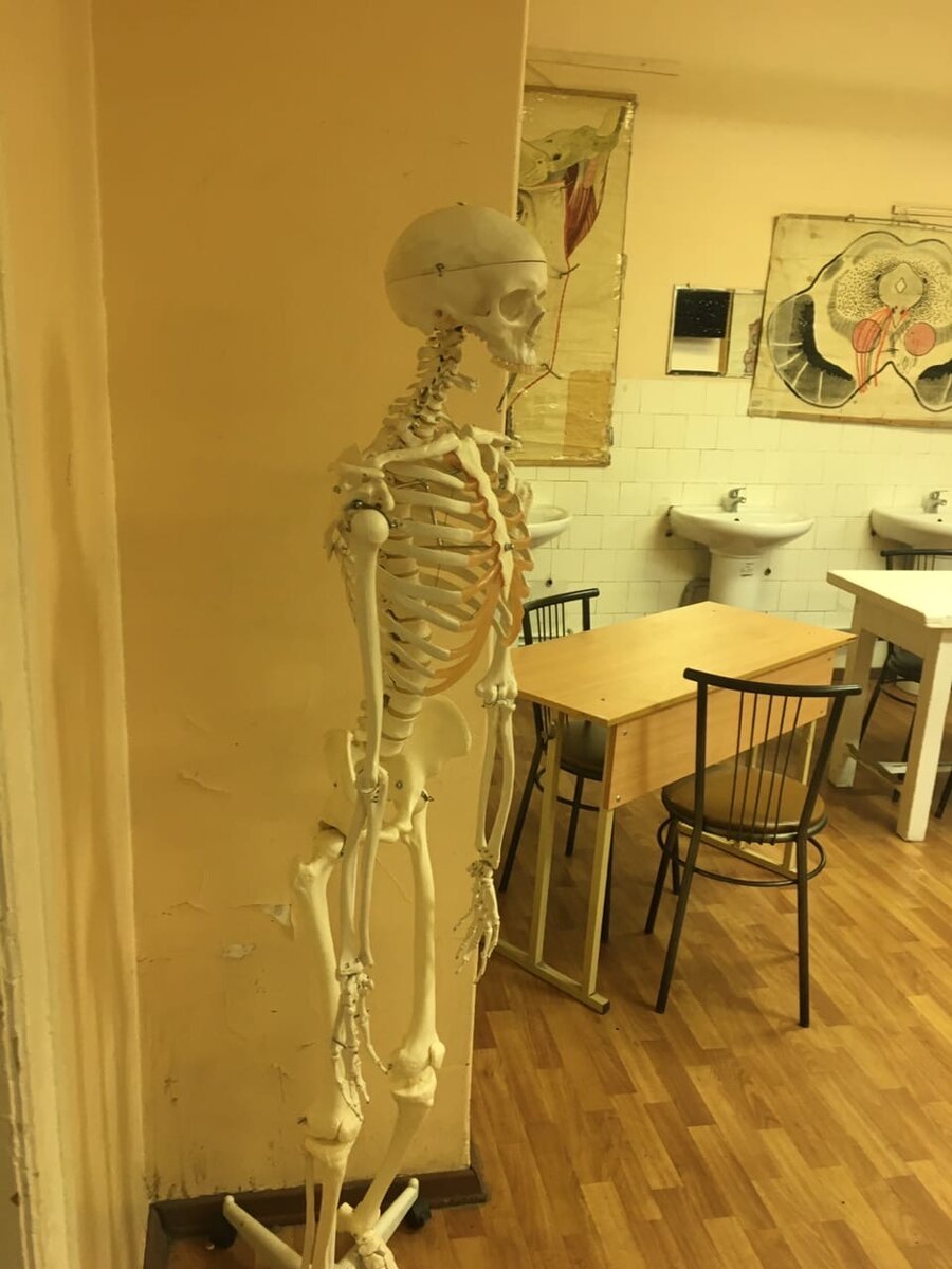 Скелетончик без нижней челюсти в кабинете анатомии