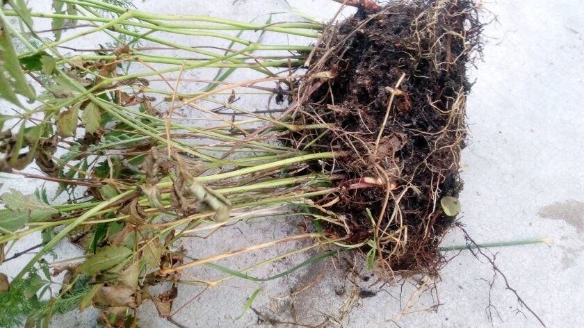 Корневище астильбы. Фото автора