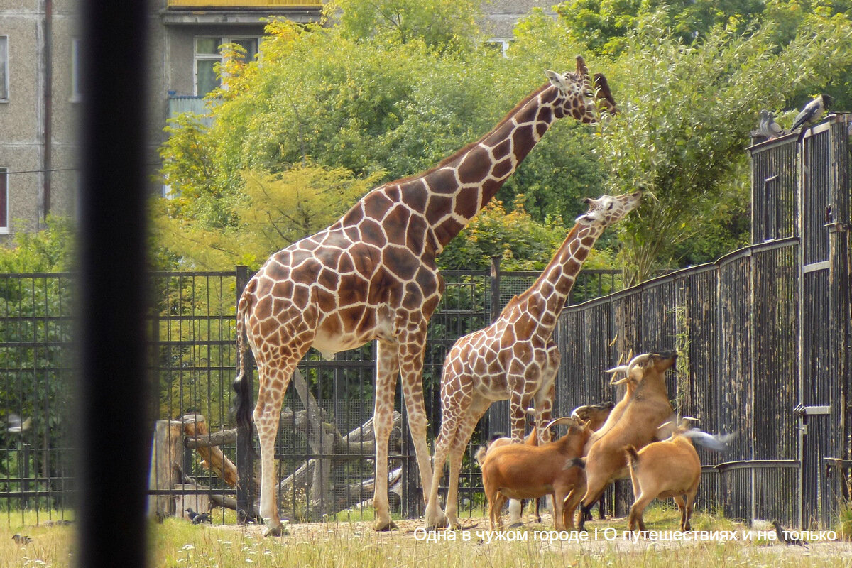 Перспективы зоопарка