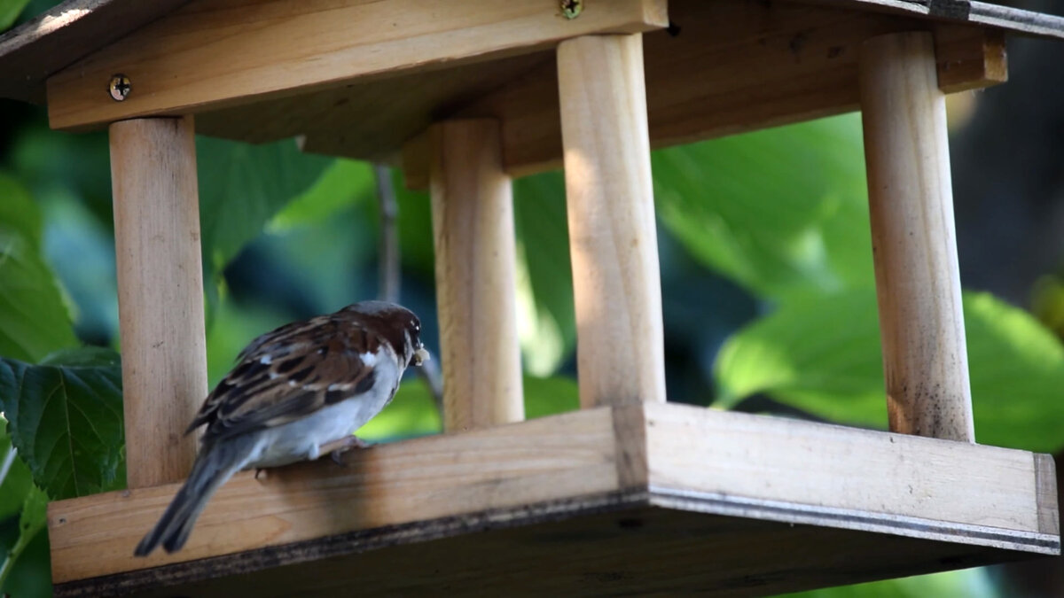 Воробей в кормушке