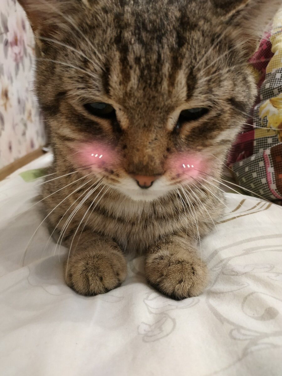 Наш котик тигр :3