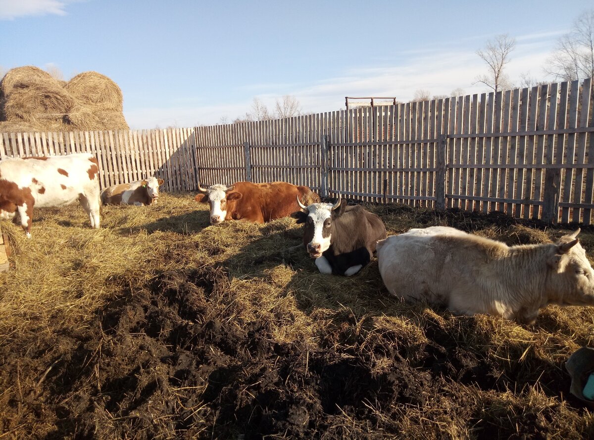 "Ну вот поели, теперь можно и поспать"