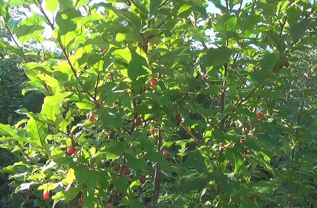 Фото сделано в 2020 г