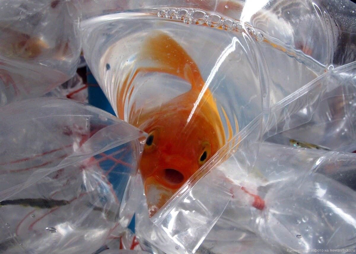 Перевозка-огромный стресс для рыб ! Источник: Яндекс.Картинки