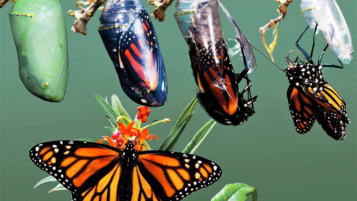 Из сервиса "Яндекс"